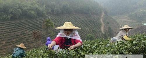 关于广西昭平县：茶乡“抢”春的信息