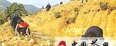 有关于武夷山对两处违规开垦茶山进行整治的资讯