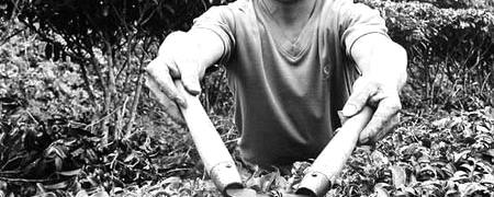 关于三江县１４万亩茶园已进入冬季管理阶段(图)的资讯