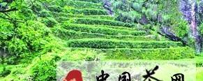 有关于高山云雾出好茶 “金针梅”香自碧水丹山的热门信息