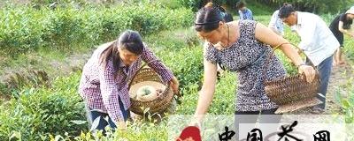 有关于乌龙茶种植成建始县茶农致富“钱袋子”的最新消息