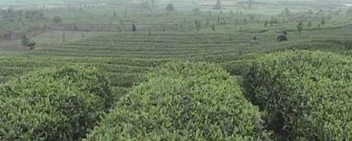 有关于邛崃加强基地建设 推进茶产业发展的热门资讯