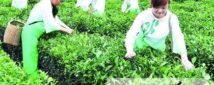 有关于江西省崇义县茶园相继进入夏茶采摘期的热门消息