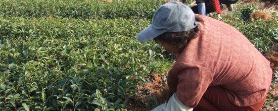 有关于福鼎点头茶苗始起苗调运的新闻
