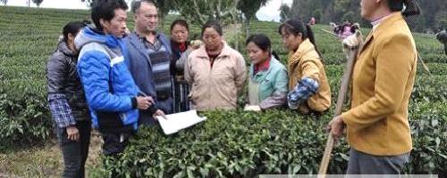 关于凤冈县35万余亩生态茶园全面施用有机肥的最新信息