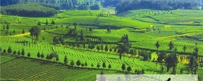 有关于凤岗田坝引领茶旅结合的最新消息