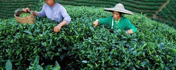 关于广西昭平：“冬闲茶” 变“废”为宝 茶产业延伸产业链的新闻