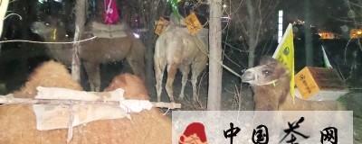 关于“重走茶叶之路”百头骆驼到汉“减员”一半的信息