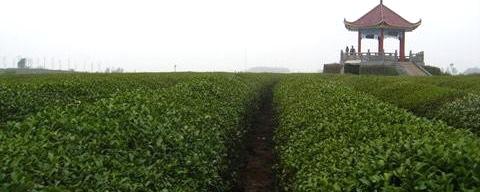 有关于阴雨天气持续 江西茶叶采摘时间或推迟两三天的消息