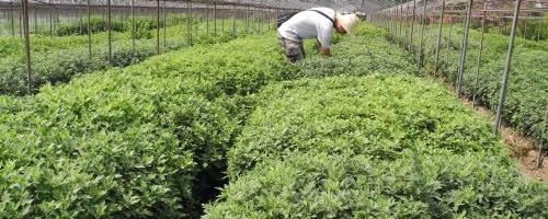 关于开封茶产业　打出文化牌开封的最新资讯