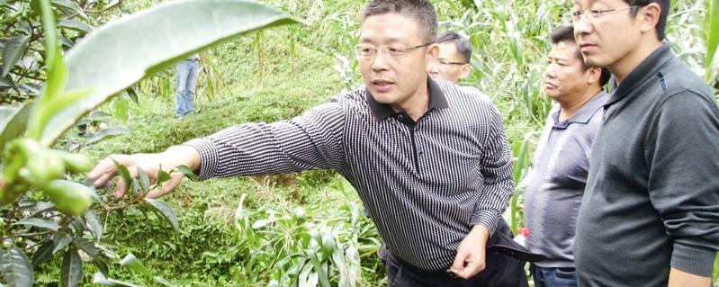 有关于千年古茶意欲“重出江湖”？（图）的资讯