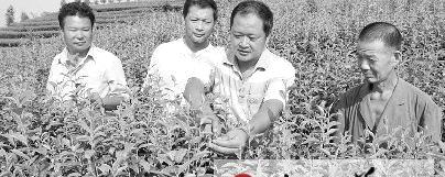 有关于泸州市纳溪区：专业培训茶农 搞好茶园秋季管理的热门信息