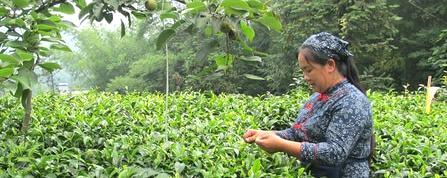 关于高县：十年紧盯茶产业 党支部引来致富泉(图)的最新资讯