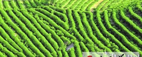 关于黔南州制定出台茶产业发展条例的资讯