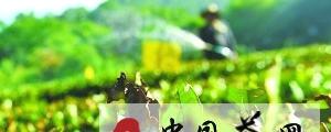 关于杭州高温烤死千亩龙井茶树 明年春茶恐涨价的最新消息