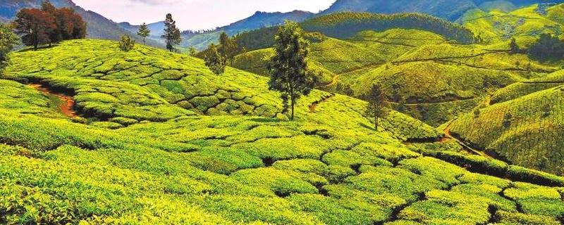 有关于铜仁茶产业在传承和创新中发展的热门消息