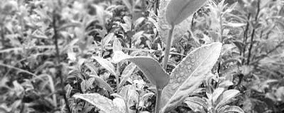 关于茶园管理新招 铁观音也“放养”的热门消息