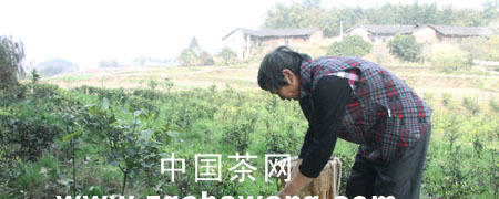有关于宜宾高县大屋村茶农初尝脱贫“茶味道”的最新消息