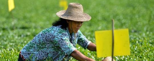 关于宣恩县茶园推广生物防虫成美丽风景的信息
