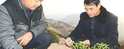 关于浦城县茶农致力于发展高山生态茶的消息