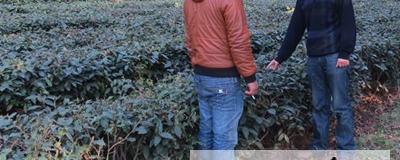 有关于水城县气象局开展＂水城春＂春茶特色农业服务的热门新闻