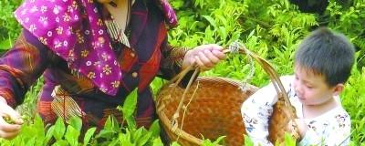 有关于到霞浦品中国第一早茶“元宵茶”的新闻