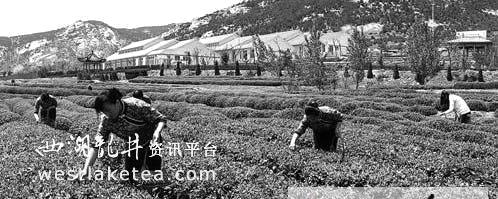 关于春绿夏红秋乌龙，日照绿茶富了巨峰茶农(图)的热门资讯