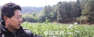 有关于武义全县3万亩春茶遭受严重霜冻的最新资讯