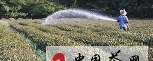 有关于明年“龙井”会减产 “绝收”不可能的最新消息