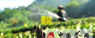 有关于明年春茶减产已成定局的新闻
