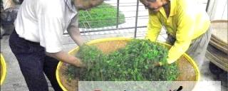 有关于東方美人茶竞赛 月底揭曉的热门消息
