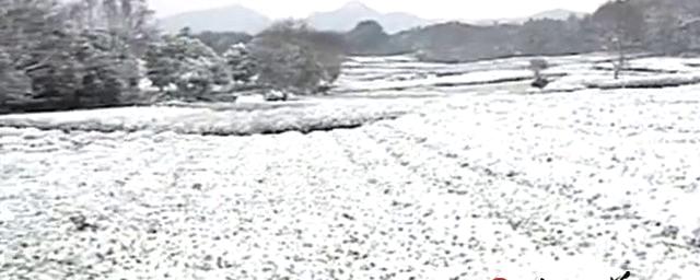 关于【茶业简讯】02.17 受雨雪天气影响 江西早熟茶推迟上市的热门资讯