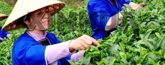 关于茶叶成为三江县农民收入支柱产业的最新信息