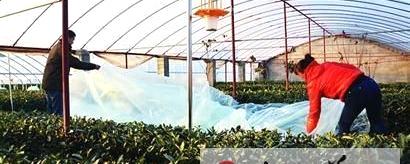 有关于青岛崂山：茶农为茶树越冬保暖加盖塑料大棚的热门资讯