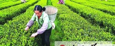 有关于茶产业已成为凤冈县重要支柱产业的最新资讯