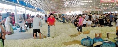 有关于西南茶城为茉莉花农搭建最佳交易平台的资讯