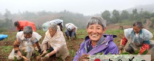 有关于永川区万亩绿色示范茶园栽种茶苗的最新消息