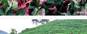有关于梅家坞茶叶因高温干旱面临减产的资讯