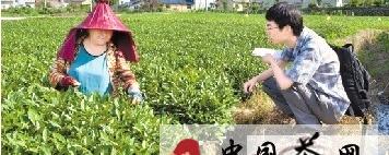 有关于松阳：松古平原万亩茶园茶农采茶忙的消息