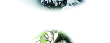 关于连续雨雪天气影响新茶上市 早春茶遭遇冰火两重天的热门新闻