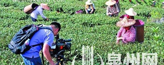 有关于央视直播安溪铁观音秋茶采摘 引领茶产业秋收的消息