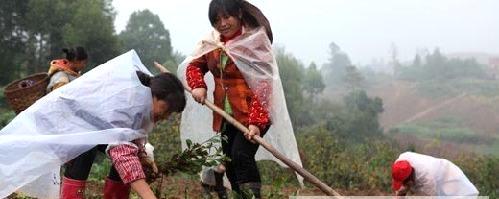 有关于永川区永荣镇茶农冒雨栽种300多万株茶苗的资讯