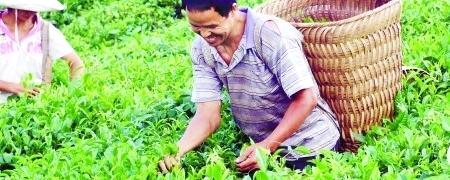 有关于普安县进入夏茶采摘高峰期的热门新闻