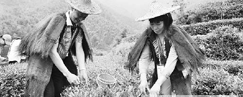 关于金华：做大做强红茶产业还需突破瓶颈的资讯