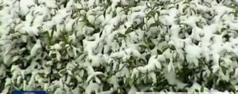 关于大雪袭击黄山安庆 岳西茶园茶芽受冻的新闻