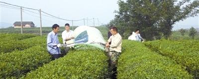 有关于新县茶产业发展正当时的热门消息