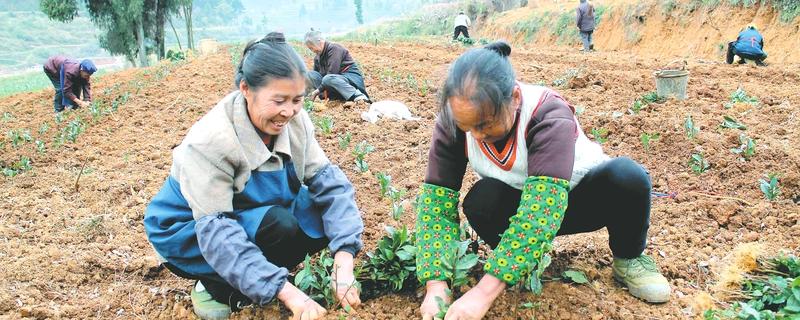 有关于印江掀起茶苗新植高潮的资讯