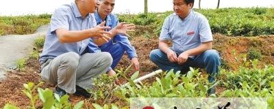 有关于安溪引导茶企发展有机茶的消息