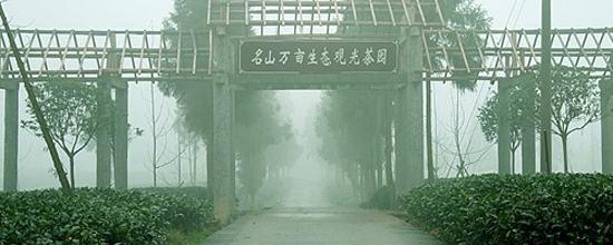 有关于生态重建激活雅安茶产业造血功能的新闻