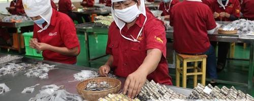 关于云南普洱茶叶加工带动农民增收致富的最新信息